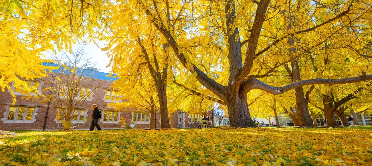 Ginko Allee is a row of mature Ginko trees that turn yellow in the fall
