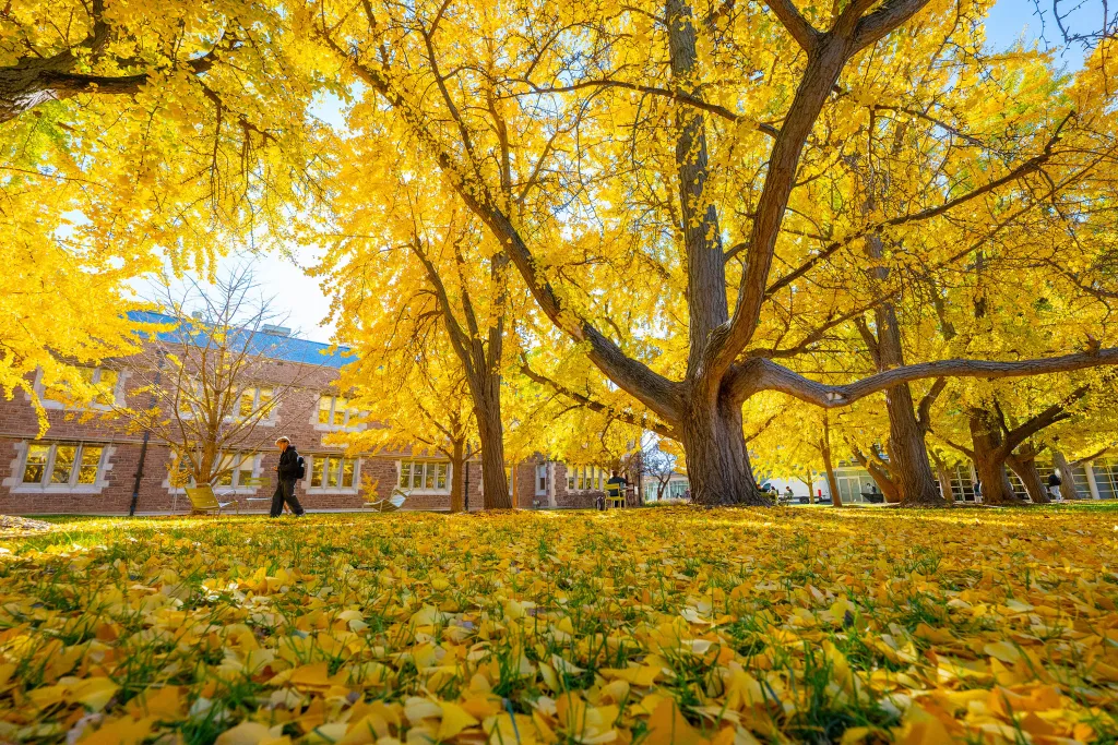 Ginko Allee is a row of mature Ginko trees that turn yellow in the fall